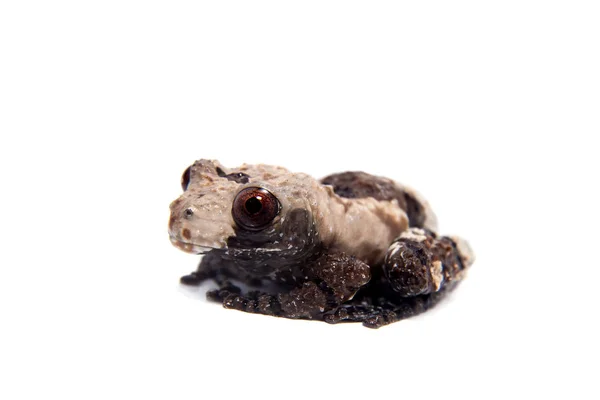 Asian bird poop frog, Theloderma albopunctata, on white — Stock Photo, Image