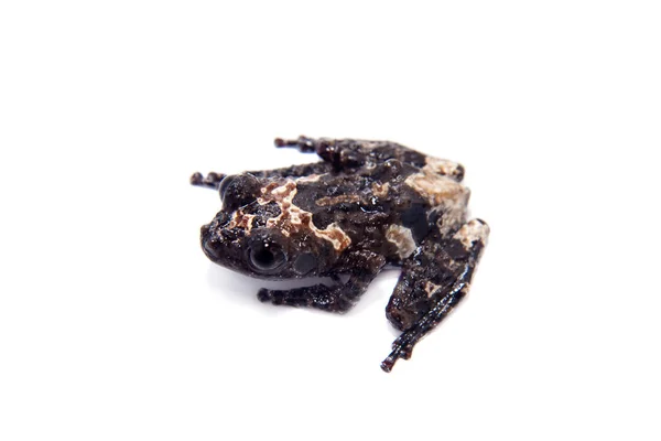 Vietnam mossy frogling, Theloderma vienamense, on white — Stock Photo, Image