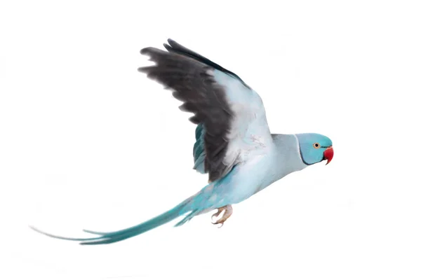 The rose-ringed or ring-necked parakeet on white — Stock Photo, Image