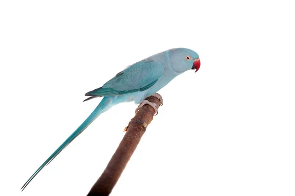 Il pappagallo rosa o dal collo ad anello su bianco — Foto Stock