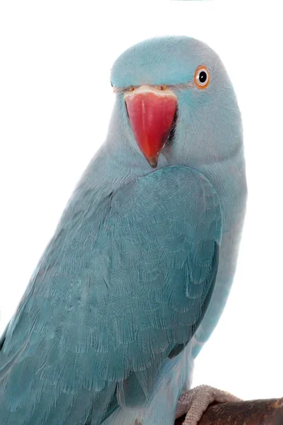 The rose-ringed or ring-necked parakeet on white — Stock Photo, Image