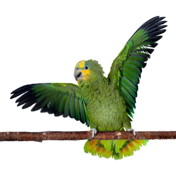 Orange-winged amazon on white background — Stock Photo, Image