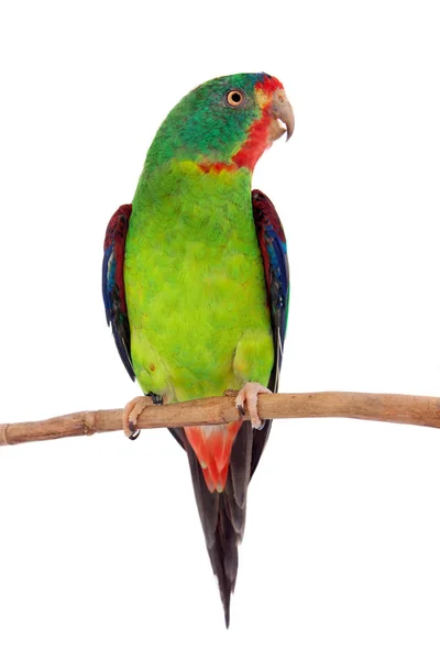 Swift papagáj fehér háttér — Stock Fotó