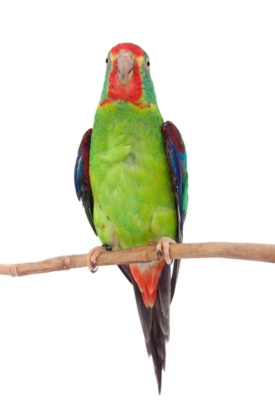 Swift Parrot on white background — Stock Photo, Image