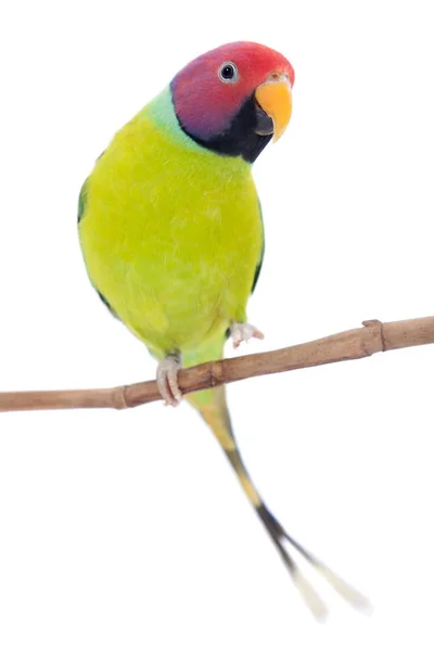 Maschio di pappagallo testa di prugna su bianco — Foto Stock