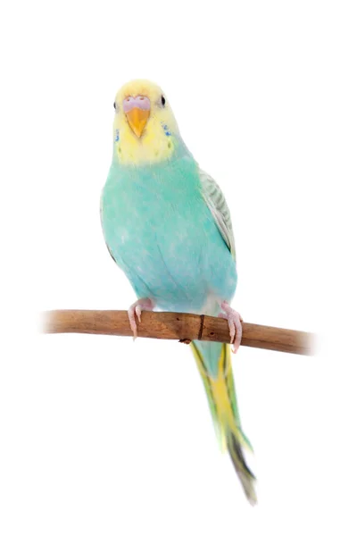 Rawinbow budgerigar on white — Stock Photo, Image