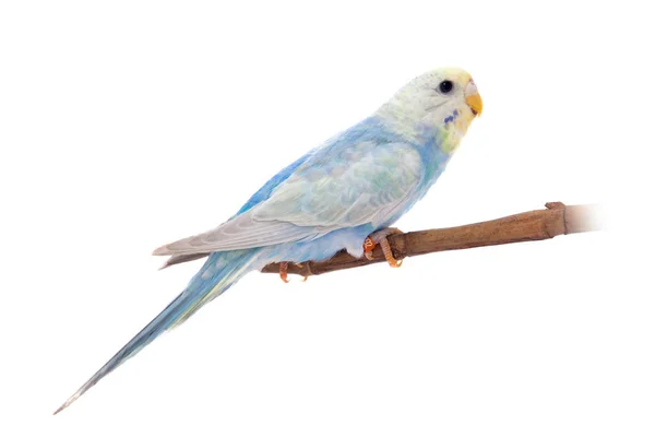 Rawinbow budgerigar on white — Stock Photo, Image