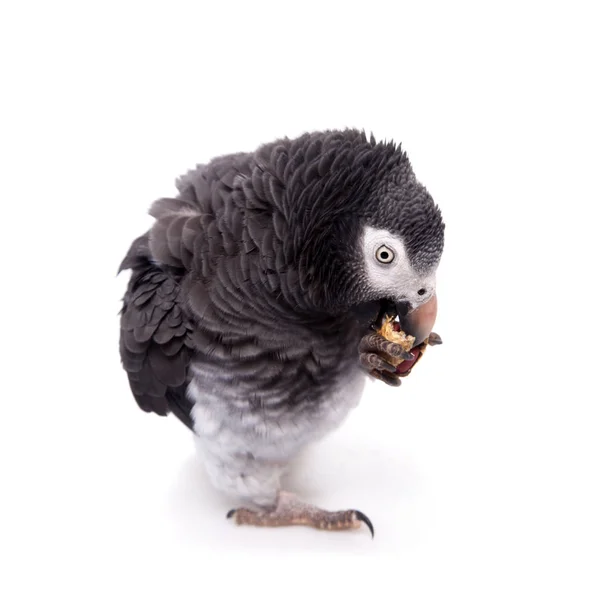 Perroquet gris d'Afrique isolé sur blanc — Photo
