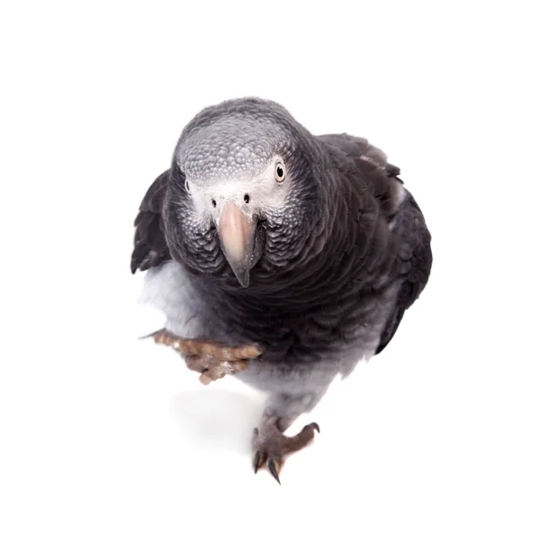 Papagaio-cinzento africano isolado em branco — Fotografia de Stock