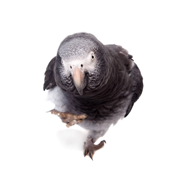 African Grey Parrot isolated on white — Stock Photo, Image