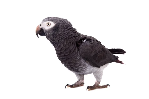 African Grey Parrot isolated on white — Stock Photo, Image