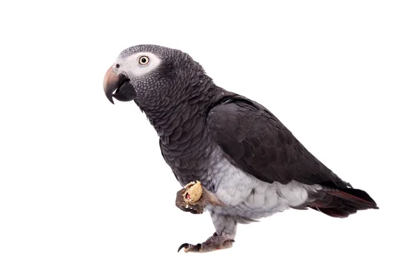 African Grey Parrot isolated on white — Stock Photo, Image