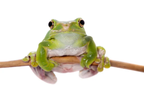 Dennys géant fouettant grenouille isolé sur blanc — Photo