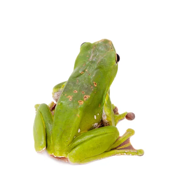 Dennys gigante chicoteando sapo isolado em branco — Fotografia de Stock