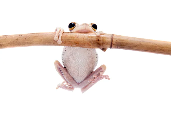 Troschels rana arborícola, Hypsiboas calcaratus, sobre blanco —  Fotos de Stock