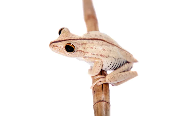 Troschels boomkikker, Hypsiboas calcaratus, op wit — Stockfoto