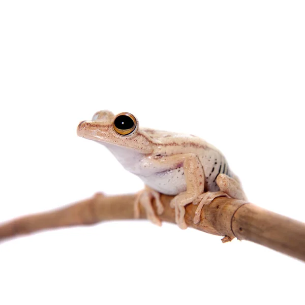 Troschels 木のカエル、白地の Hypsiboas 国 — ストック写真