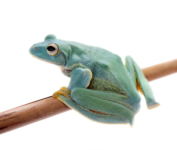 白 frogling 孤飞树 — 图库照片