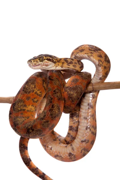 Red Amazon tree boa isolated on white — Stock Photo, Image