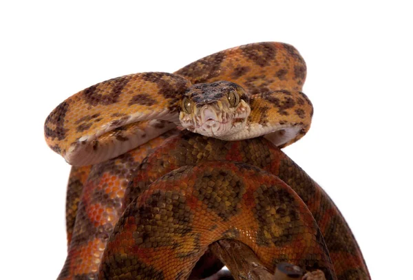 Boa roja del Amazonas aislada en blanco —  Fotos de Stock