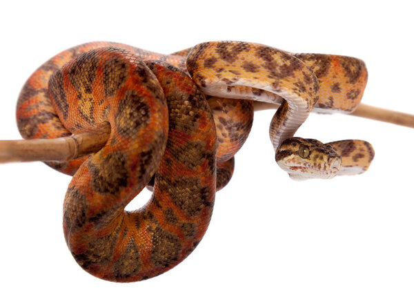 Красное дерево Амазонки, изолированное на белом
