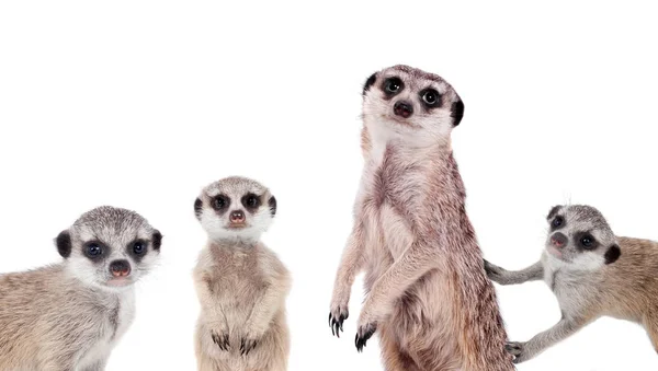 Η meerkats σε λευκό — Φωτογραφία Αρχείου