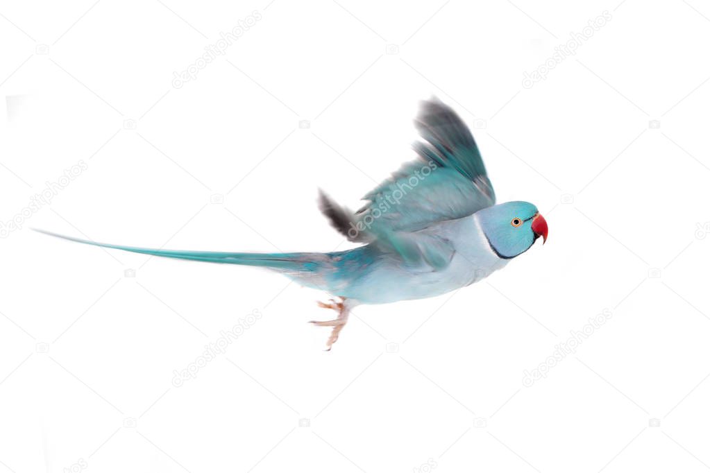 The rose-ringed or ring-necked parakeet on white