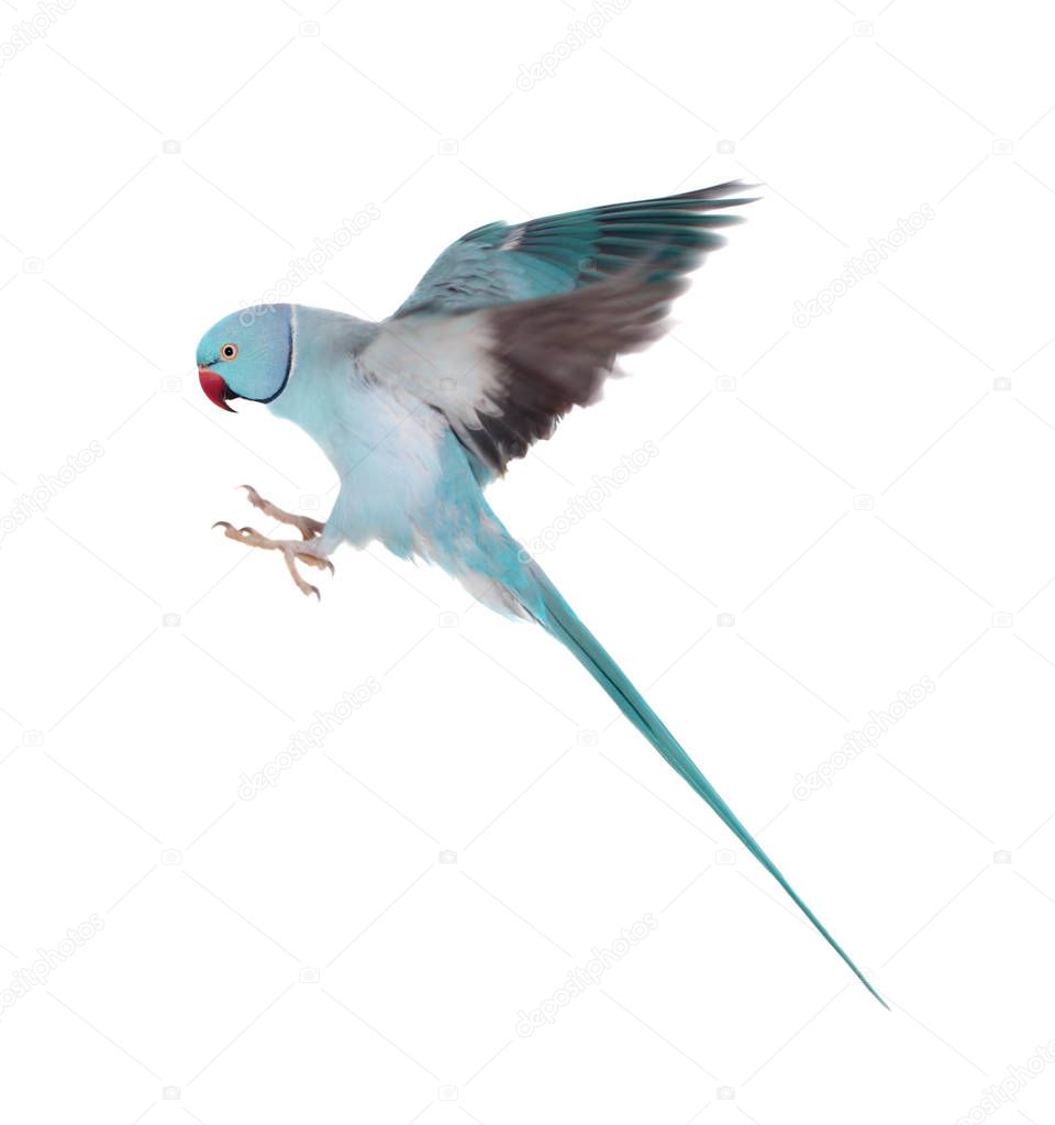 The rose-ringed or ring-necked parakeet on white