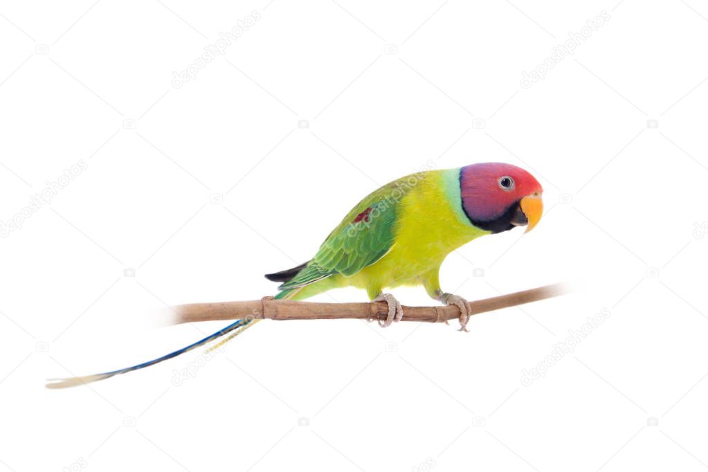 Male of plum-headed parakeet on white