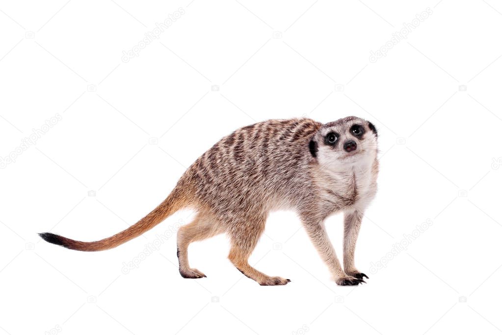 The meerkat or suricate on white