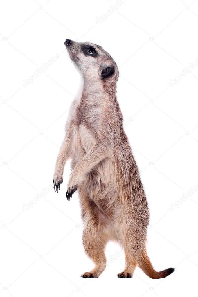 The meerkat or suricate on white