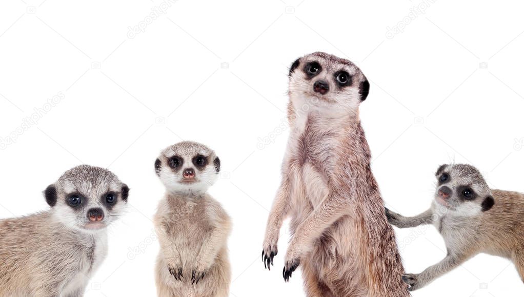 The meerkats on white