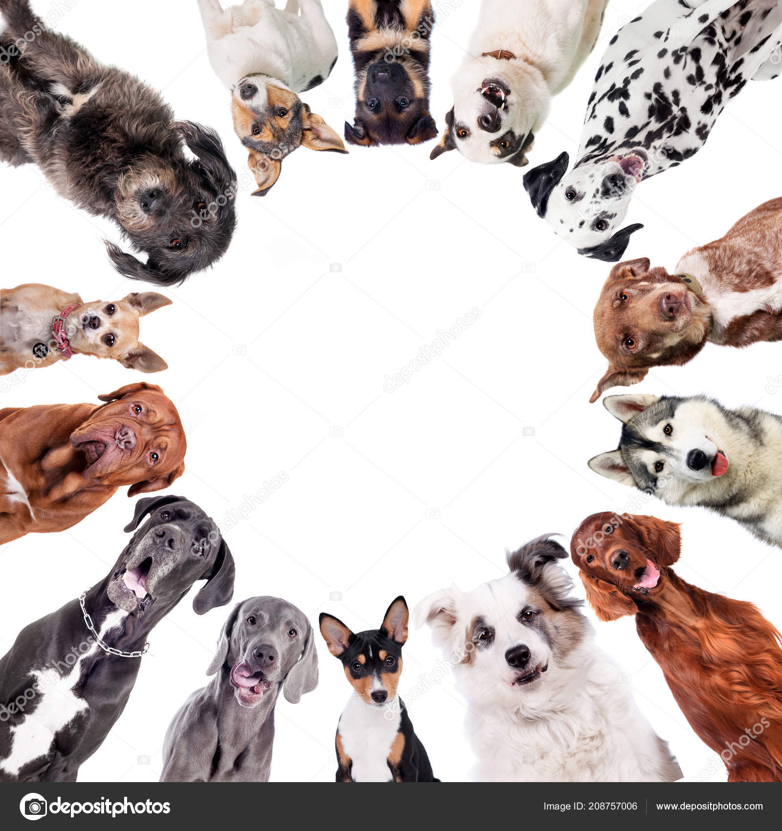 Different dogs in circle on white Stock Photo by ©Farinosa 208757006
