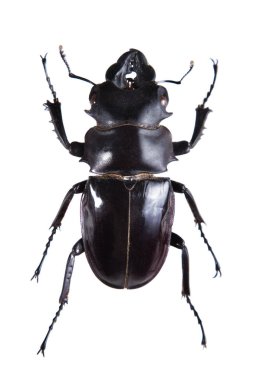 Beyaz arka planda siyah stag beetle