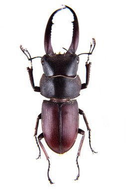 Beyaz arka planda geyik böceği