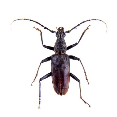 Çam sawyer böceği beyaz arka plan üzerinde izole Müzesi'nde