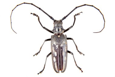 Çam sawyer böceği beyaz zemin üzerine