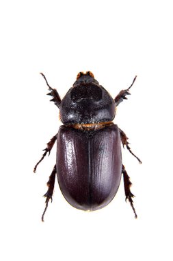 Gergedan böceği beyaz zemin üzerine