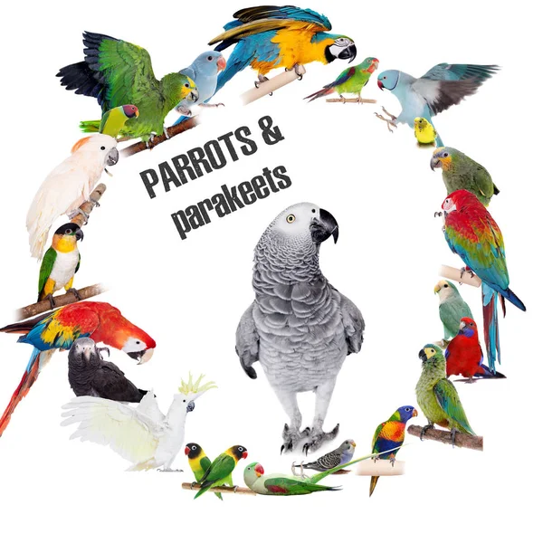 Papegaaien en parkieten cirkel ingesteld op wit — Stockfoto