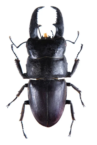 Stag Beetle Beyaz Arka Plan Üzerinde Izole Müzesi Nde — Stok fotoğraf