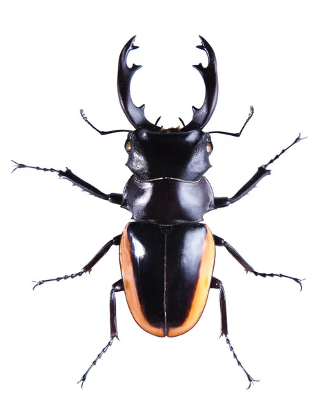 Stag beetle on the white background — Stock Photo, Image