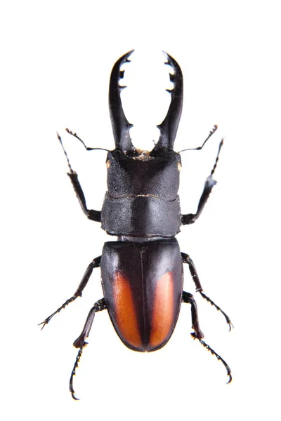 Stag Beetle Muzeum Białym Tle Białym Tle — Zdjęcie stockowe