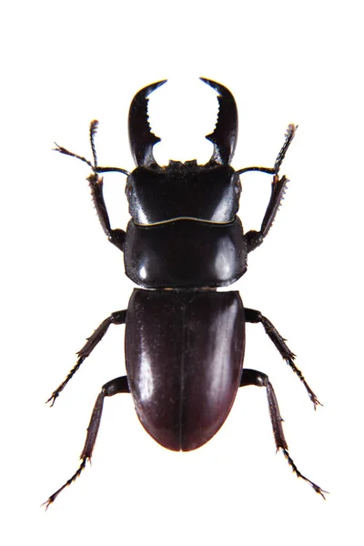 Stag beetle on the white background — Stock Photo, Image