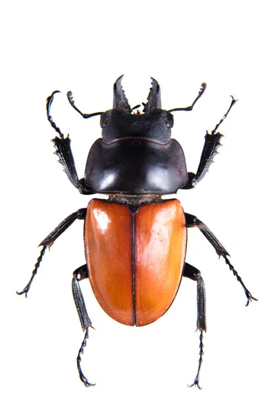 Stag beetle on the white background — Stock Photo, Image