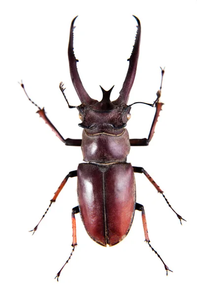 Escarabajo ciervo sobre el fondo blanco —  Fotos de Stock