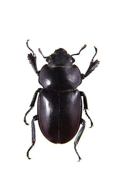 Rhinoceros beetle på den vita bakgrunden — Stockfoto