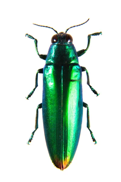 Jewel beetle op de witte achtergrond — Stockfoto