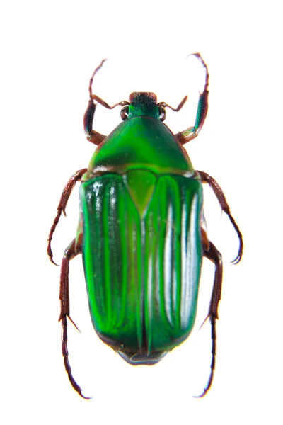 Zielony beetle na białym tle — Zdjęcie stockowe