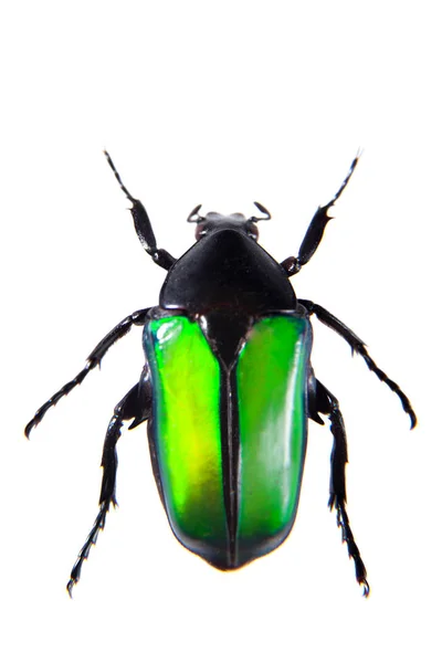 Scarabeo verde sullo sfondo bianco — Foto Stock