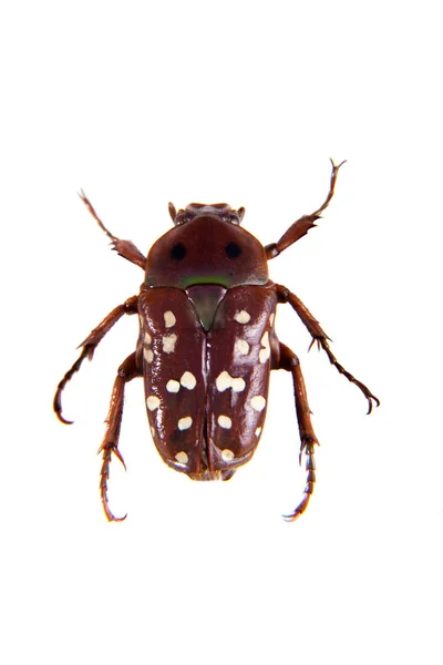 Плямистий червоний жук на білому тлі — стокове фото